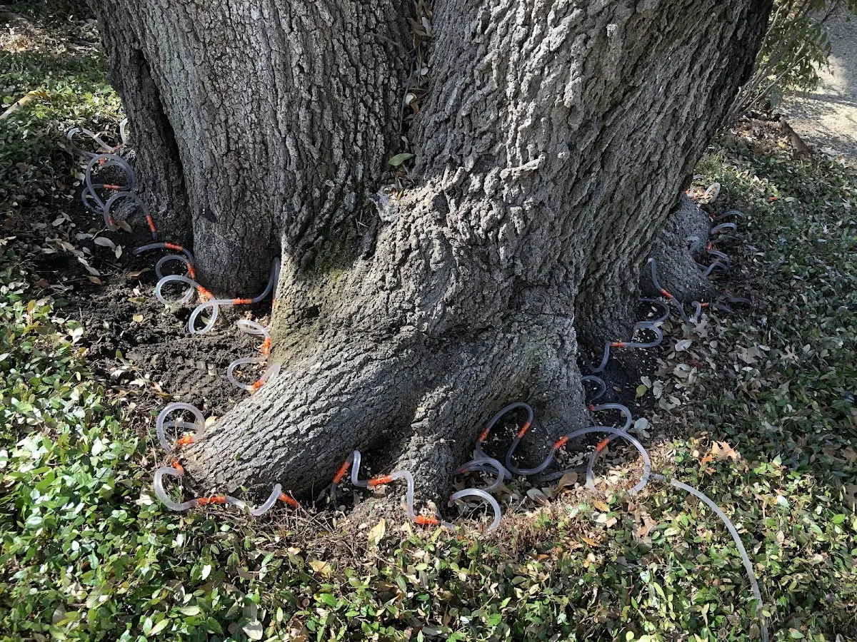 Detailed Tree Cabling and Bracing job site in Stumpy Point