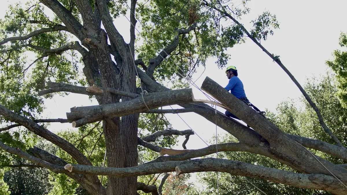 Professional Crown Thinning performed by certified arborists in Stumpy Point