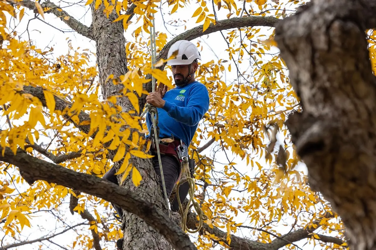 Skilled Tree Transplanting crew working in Stumpy Point
